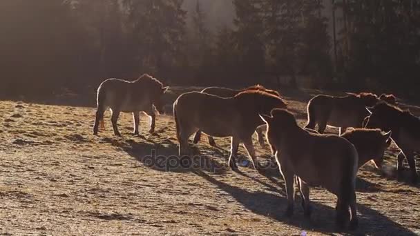 Άγρια άλογα σε ένα λιβάδι νωρίς το πρωί — Αρχείο Βίντεο