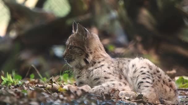 Een kleine lynx ligt in bladeren — Stockvideo