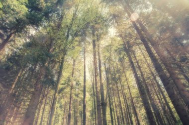 Ağaçlara bakıyorum.