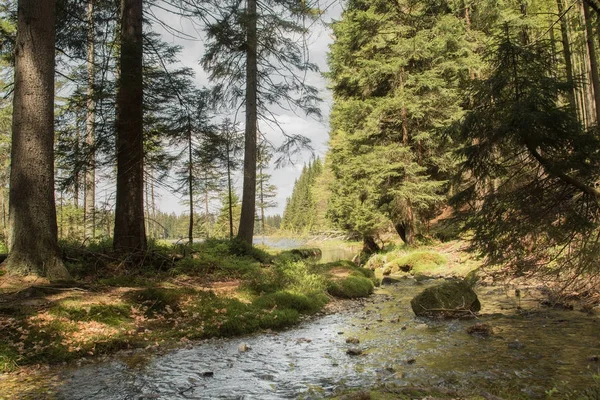 Beautiful landscape scene at the small Arbersee in Bavaria