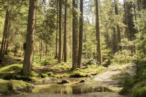 Beautiful landscape scene at the small Arbersee in Bavaria