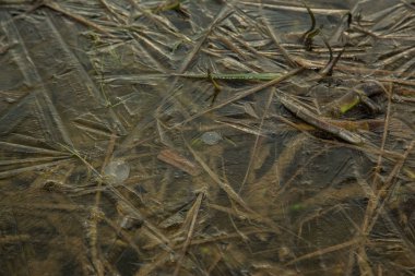 Çim ve kabarcıklar ile donmuş göl