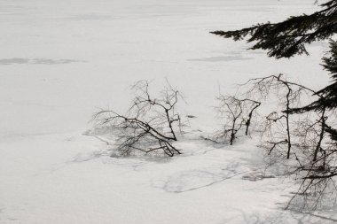 Buzun içinde donmuş ağaç dalları