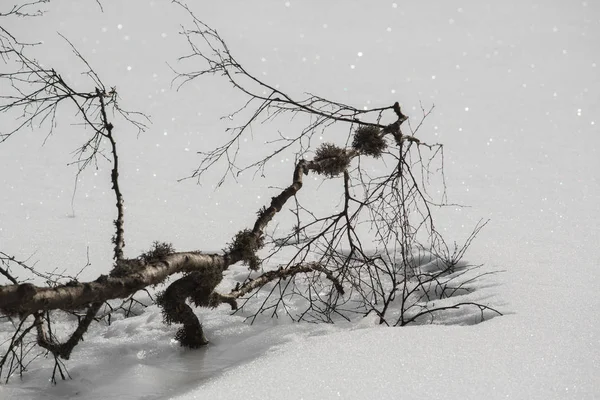木の枝が氷で凍結 — ストック写真