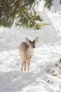 Karda genç bir geyik