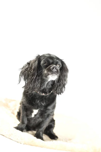 Маленькая черная собака в студии с белым фоном — стоковое фото