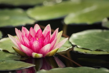 Küçük Gölet nilüferler tam