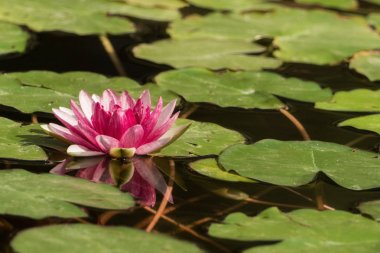 Küçük Gölet nilüferler tam