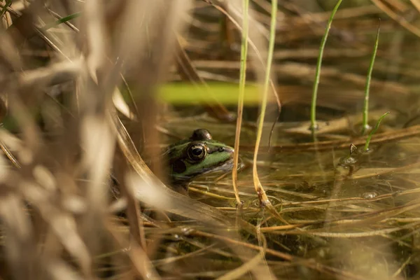 睡蓮でいっぱいの池に座っている緑のカエル — ストック写真