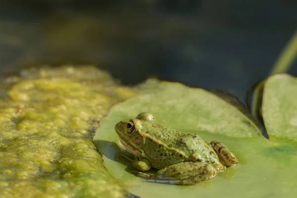 Ein Grüner Frosch Sitzt Teich Voller Seerosen — Stockfoto