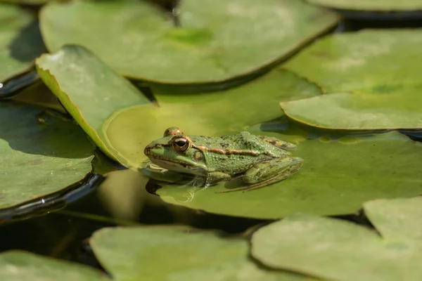 Sapo Verde Sentado Lagoa Cheio Lírios Água — Fotografia de Stock