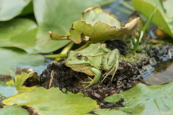 Ein Grüner Frosch Sitzt Teich Voller Seerosen — Stockfoto