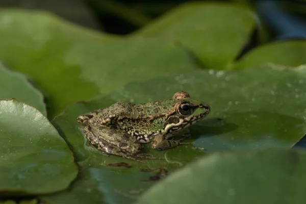 睡蓮でいっぱいの池に座っている緑のカエル — ストック写真
