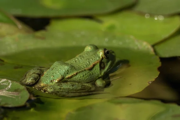 Зеленая Лягушка Сидит Пруду Полном Водяных Лилий — стоковое фото