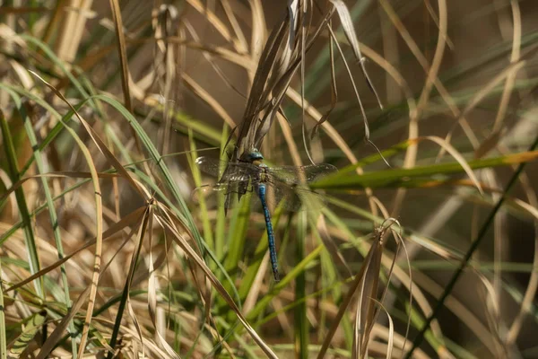 Blaue Libelle Hängt Grashalm — Stockfoto