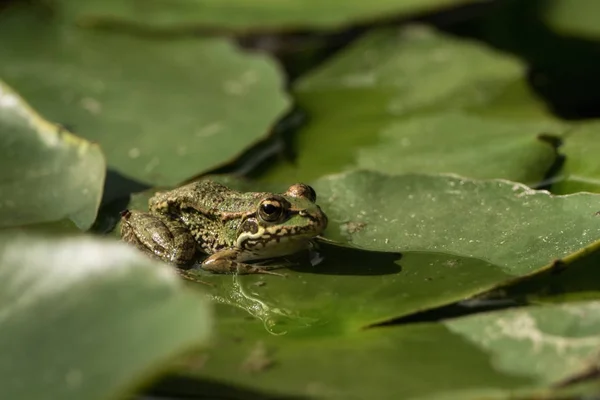 Sapo Verde Sentado Lagoa Cheio Lírios Água — Fotografia de Stock