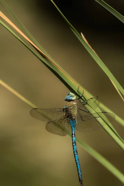 Blue Dragonfly Hangs Blade Grass — Stock Photo, Image