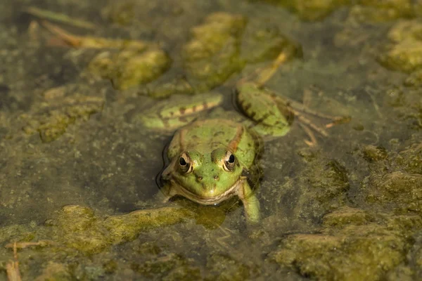 Ein Grüner Frosch Sitzt Teich Voller Seerosen — Stockfoto