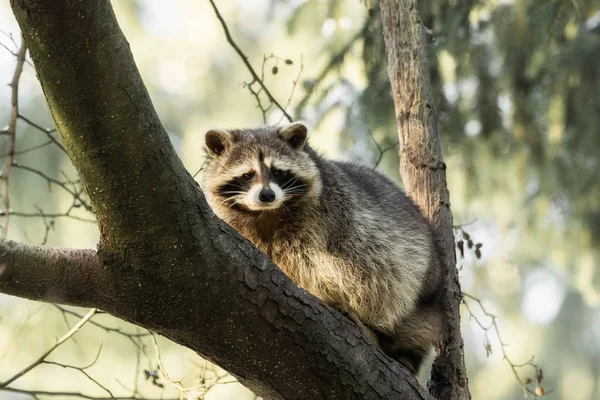 Bir rakun bir ağaç üzerinde