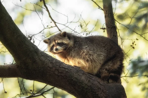 Raton Laveur Sur Arbre — Photo