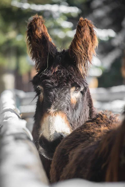 Åsna Utanför Med Vackert Ljus — Stockfoto