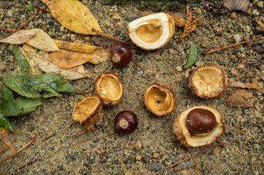 Kestane ve yerdeki kabuğu olmayan