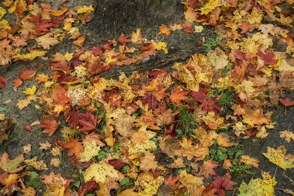 Beaucoup Feuilles Automne Sur Sol — Photo