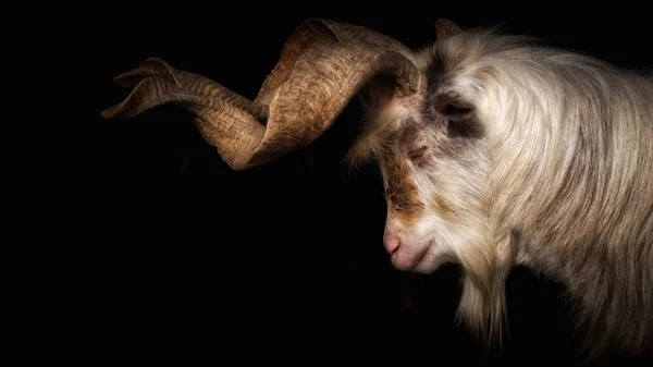 Capra Con Lunghe Corna Davanti Sfondo Nero — Foto Stock