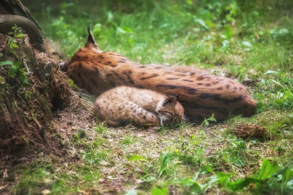 Lynx famille se trouve dans l'herbe — Photo