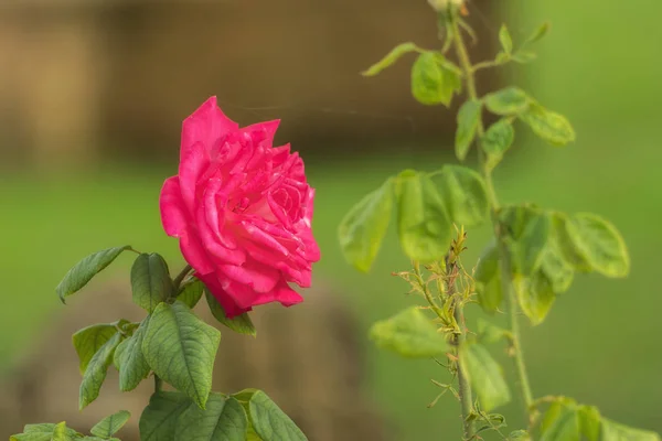 Rosa rosa com folhas verdes — Fotografia de Stock