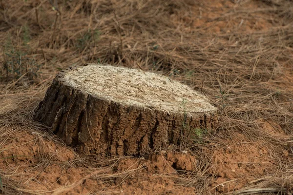 Sawn trunk from a tree — Stock Photo, Image