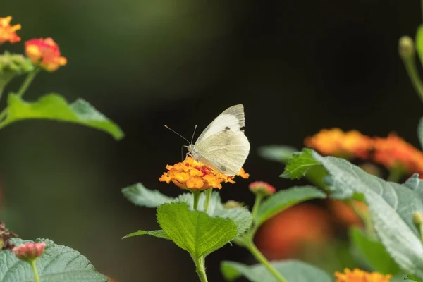 Butterfly on a beautiful flower — Stock Photo, Image