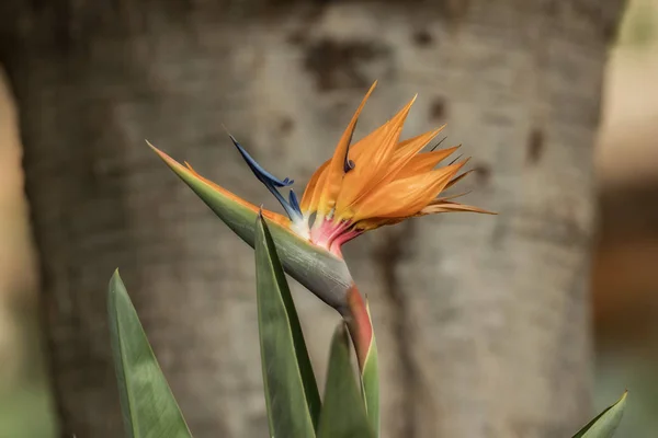Экзотическая птица из цветка парадизе — стоковое фото