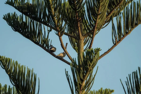 Palmboom met blauwe hemel en twee vogels — Stockfoto