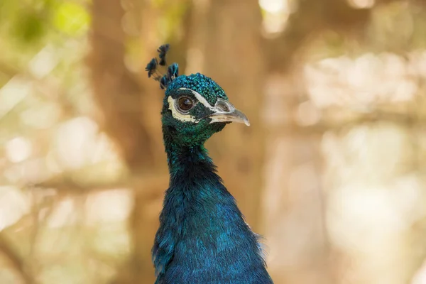 Un hermoso pavo real con un fondo suave — Foto de Stock