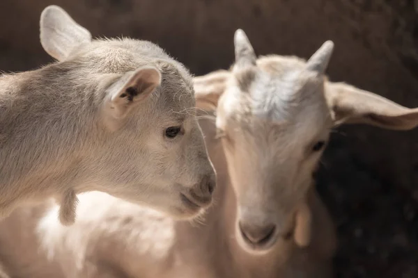 İki güzel küçük beyaz keçi — Stok fotoğraf
