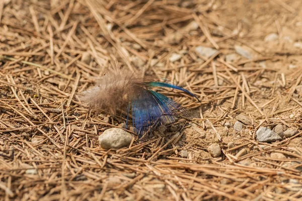 Een veer van een Pauw op de grond — Stockfoto