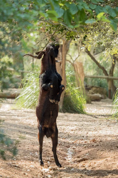 Uma cabra marrom está comendo folhas de uma árvore — Fotografia de Stock