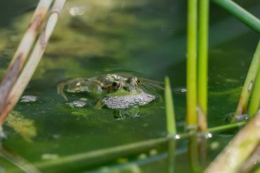 Gölette yeşil bir kurbağa