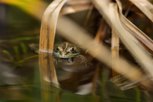 Um sapo verde na lagoa — Fotografia de Stock