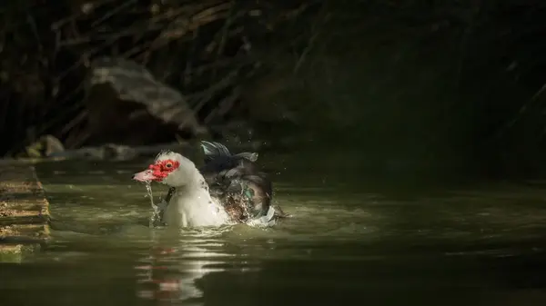 Uma limpeza de pato na água - uma de uma série — Fotografia de Stock