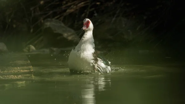 Uma limpeza de pato na água - uma de uma série — Fotografia de Stock