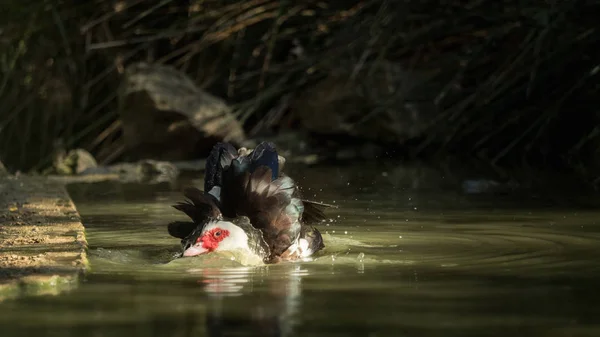 Eine Ente beim Putzen im Wasser - eine aus einer Serie — Stockfoto