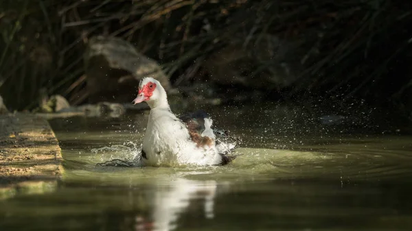 Eine Ente beim Putzen im Wasser - eine aus einer Serie — Stockfoto