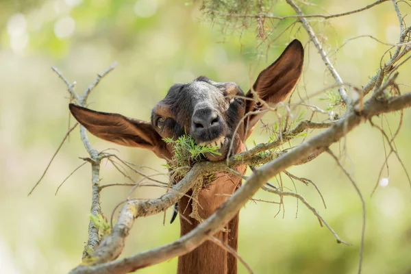 Uma cabra castanha está comendo folhas de um galho — Fotografia de Stock