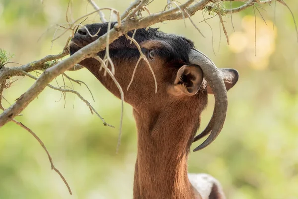 Kahverengi bir keçi bir şube yaprakları yiyor — Stok fotoğraf