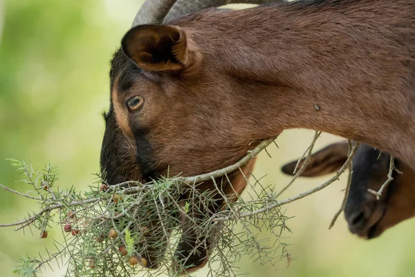 Uma cabra castanha está comendo folhas de um galho — Fotografia de Stock