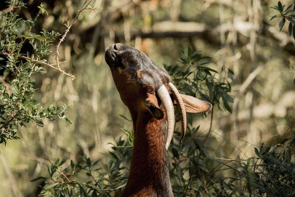Kahverengi bir keçi bir şube yaprakları yiyor — Stok fotoğraf