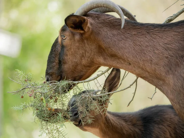 Uma cabra castanha está comendo folhas de um galho — Fotografia de Stock