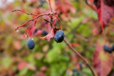 Yağmur damlaları ile üzüm